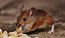 24 Hour & Emergency Exterminators in Victorville, CA